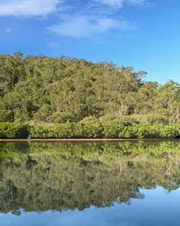 Photo of river and trees